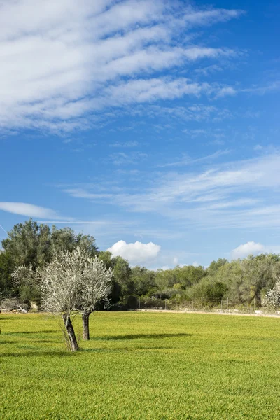 Spring and blossoming almond tree