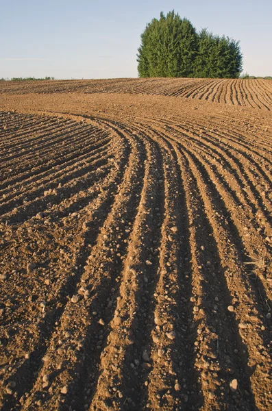 Cultivated farm field landscape