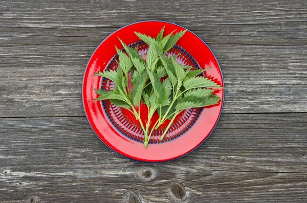 Fresh  nettle herb for healthy ecological food in red plate