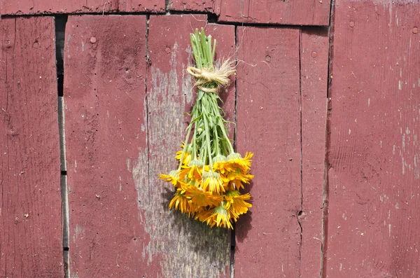 Fresh medical calendula marigold flower bunch on old barn wall