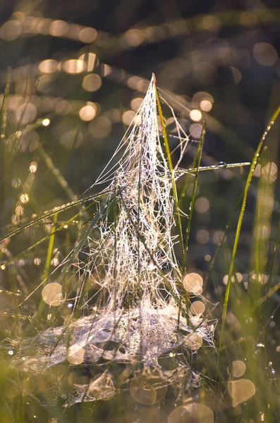 Blur dewy summer meadow grass with spiderweb background
