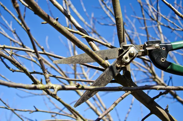 Cut trim prune apple tree branch in spring with scissors