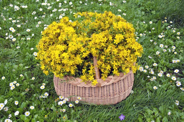 Full wicker basket medical flowers of st. Johns wort. Midsummer concept