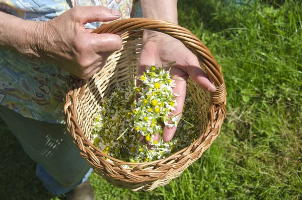 Senior woman hands holding chamomile medical flowers in hand