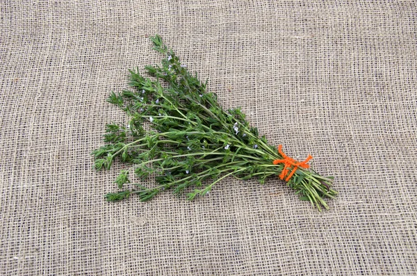 Satureja tied savory medical spice herb with orange string on linen