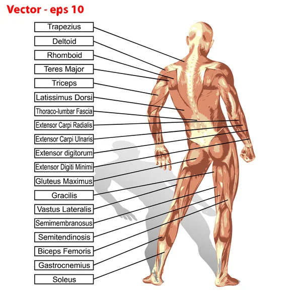 Man anatomy with muscles text