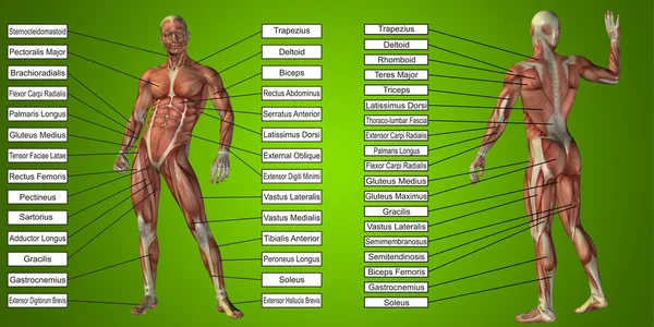 Human man anatomy