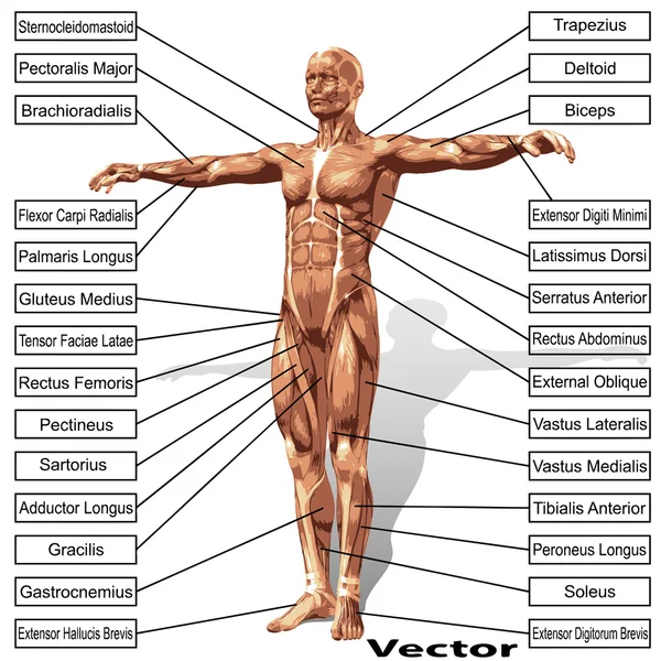 Man anatomy with muscles