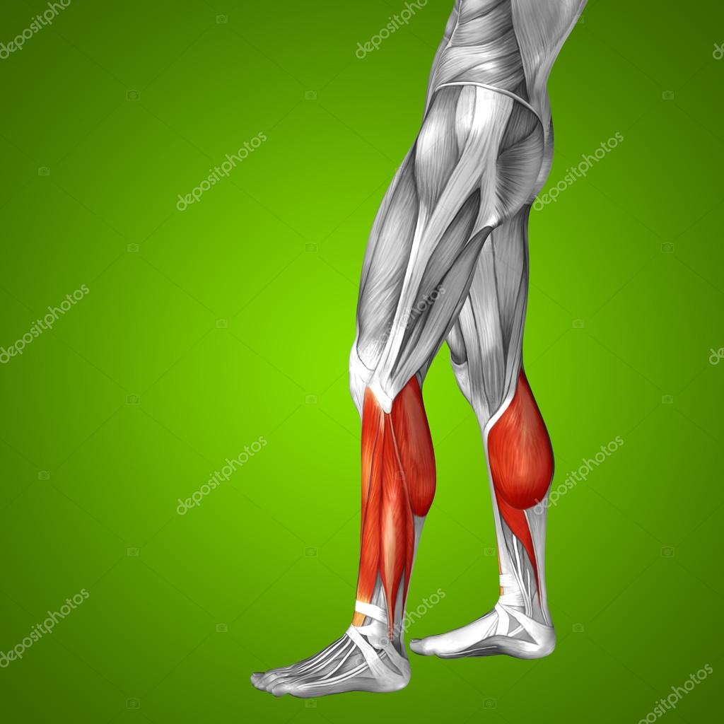 3d Bein untere bein anatomie stockfoto 83354828 3d Bein untere bein anatomie stockfoto 83354828