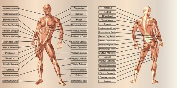 Conceptconcept or conceptual 3D human man anatomy and muscles for sport and text on beige vintage backgroundor conceptual 3D human man anatomy and muscle for sport and text on beige vintage background