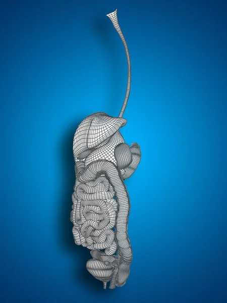 Concept or conceptual anatomical human woman 3D wireframe mesh digestive system on blue background