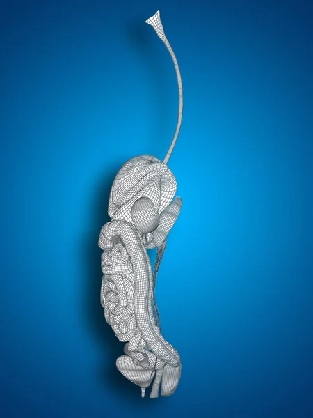 Concept or conceptual anatomical human woman 3D wireframe mesh digestive system on blue background