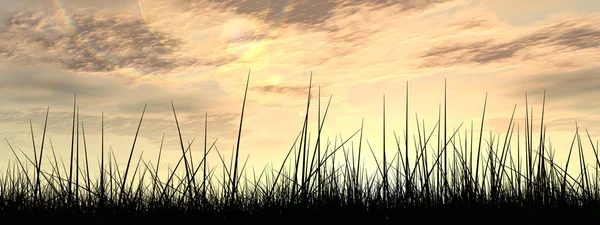 Concept or conceptual black grass or plant field or meadow silhouette in summer or spring evening over a sky at sunset with clouds banner background