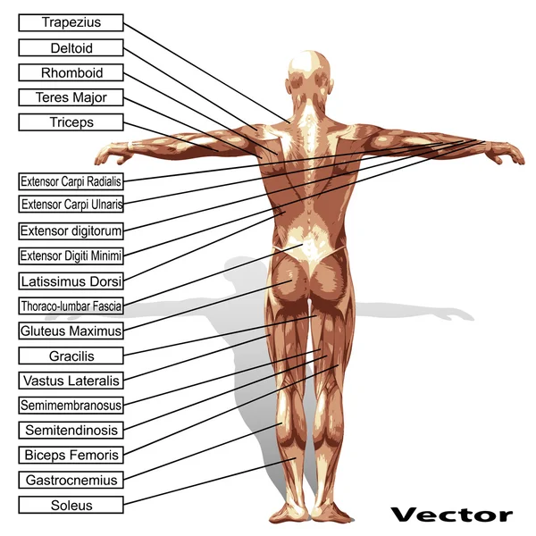 Human man anatomy with muscles