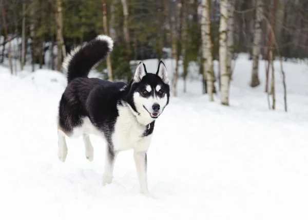 Husky running in winter