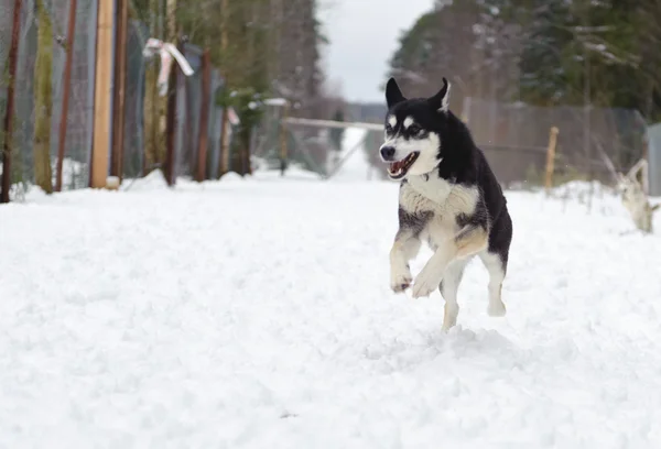 Husky running in winter