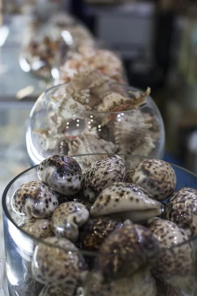 Different shells on a shop window