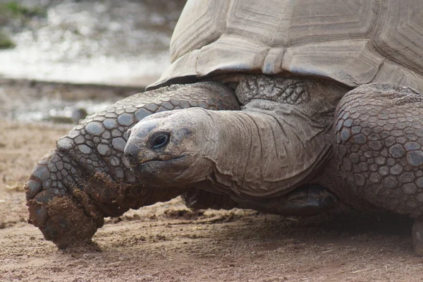 Aldabran Giant Tortoise - Aldabrachelys gigantea