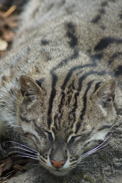 Fishing Cat - Prionailurus viverrinus