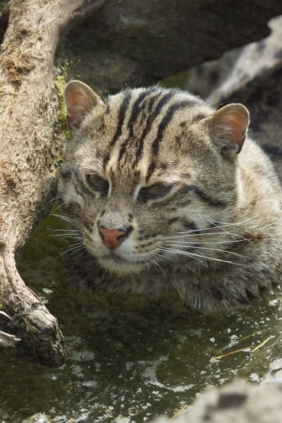 Fishing Cat - Prionailurus viverrinus