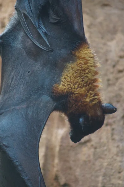 Large Flying Fox - Pteropus vampyrus