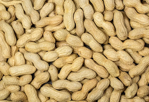 Many peanuts in shells