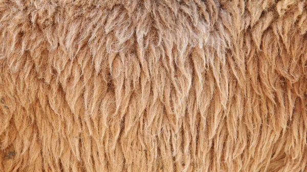 Brown Sheepskin Background