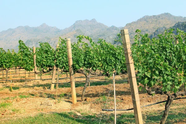 Grape bunch on the vine