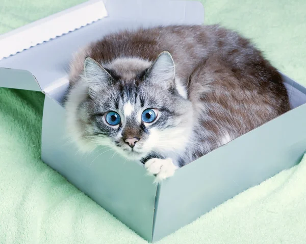 Cat in box