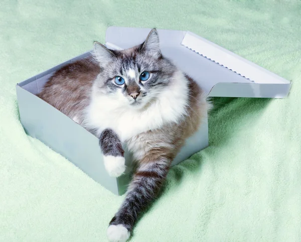 Cat in a box