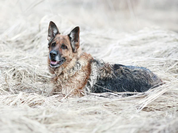 Old dog portrait of a German Shepherd