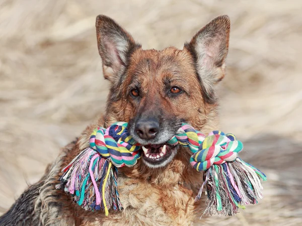 Old dog portrait of a German Shepherd