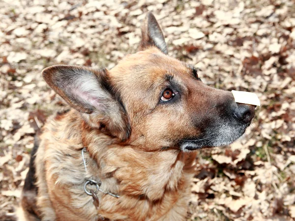 Old dog portrait of a German Shepherd