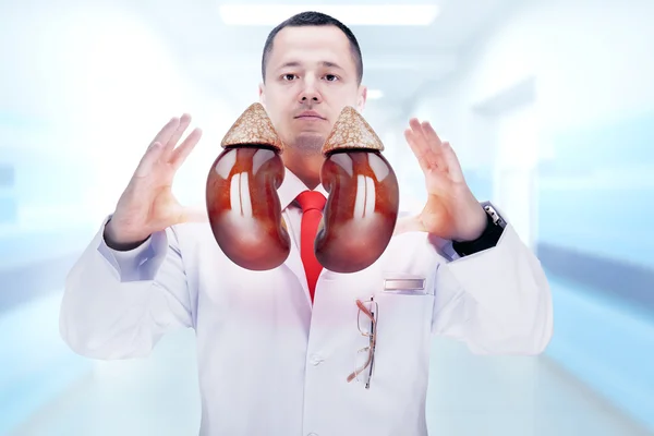 Doctor with stethoscope and kidneys on the hands . High resolution.