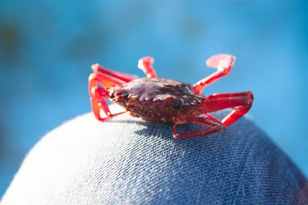 Crab on fishing boat on blue background