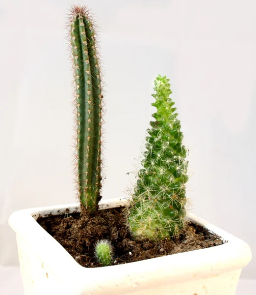 Cactuses on a white background