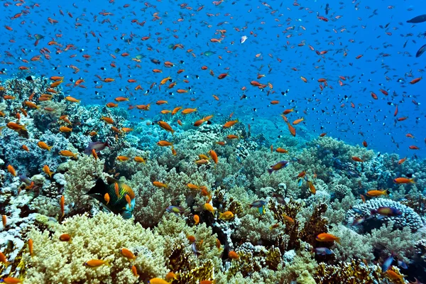 Anthias fish on the reef