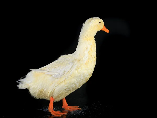 A duck white