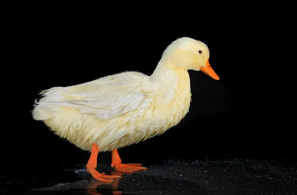 A duck white
