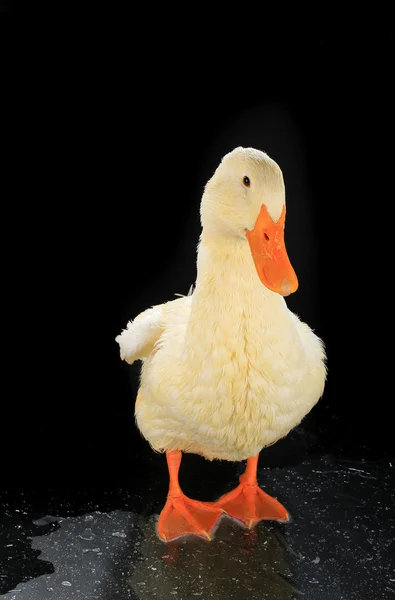 A duck white