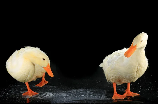 Two white duck