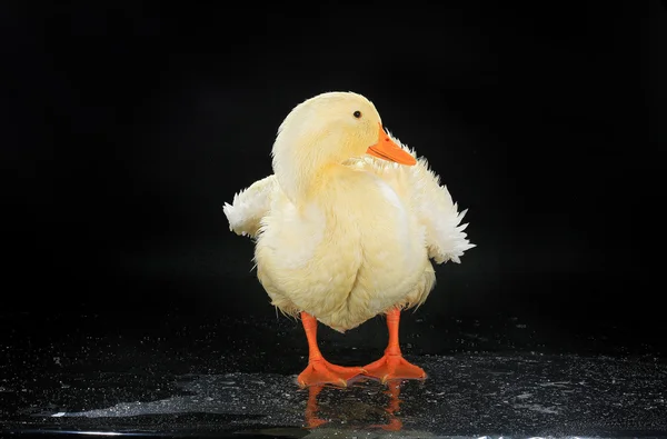 A duck white