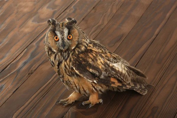 owl on a brown