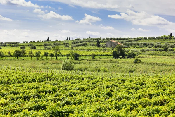 Green vineyard under blue sky