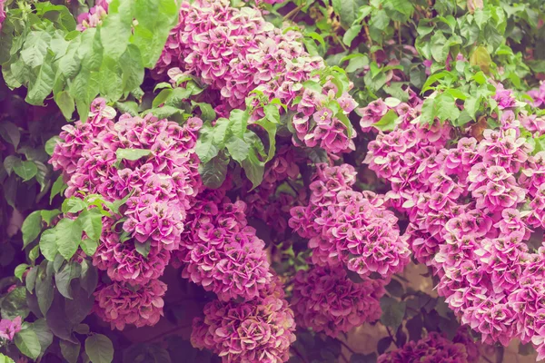 Fading bougainvillea flowers