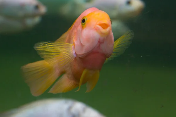 Orange fish with sympathetic expression
