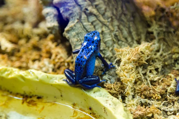 Blue Arrow Frog (Dendrobates azureus)