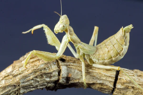 Macro image of an insect Praying mantis