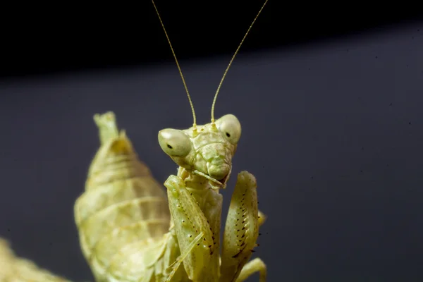Macro image of an insect Praying mantis