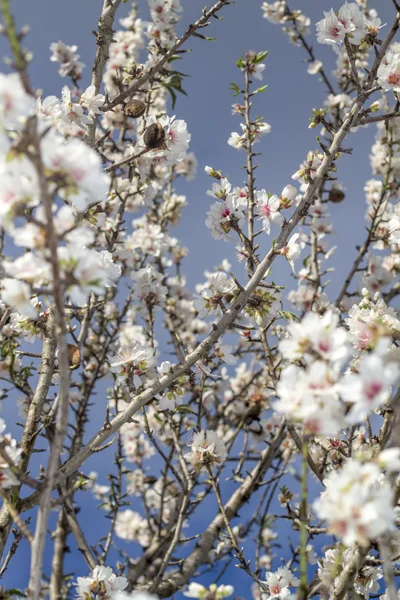 Branch of almond tree blossom flowers in nature